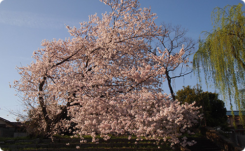 桜