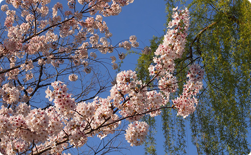 桜